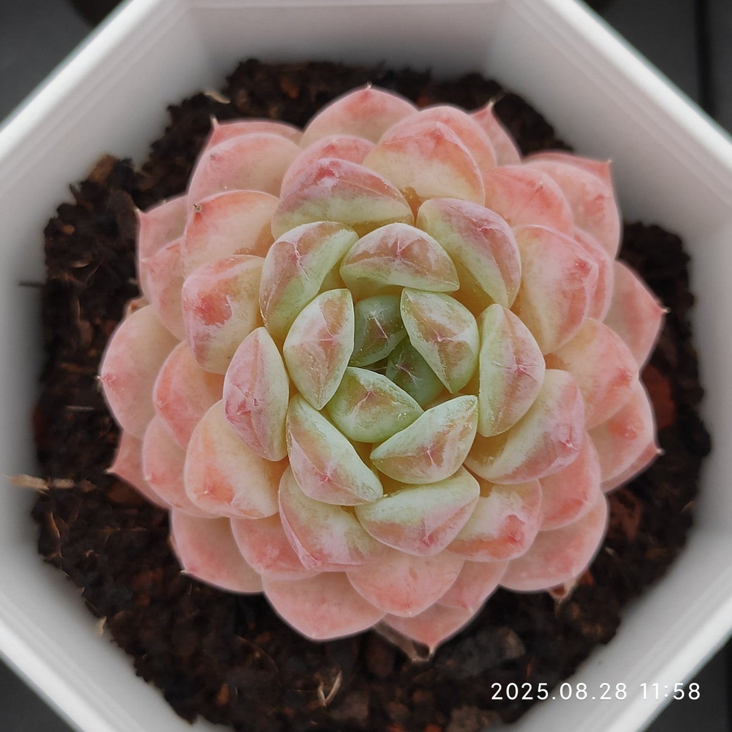 YBB276 Echeveria Ice(7cm pot size)