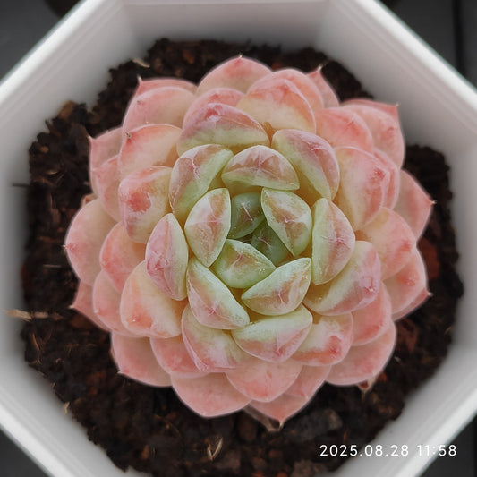 YBB276 Echeveria Ice(7cm pot size)