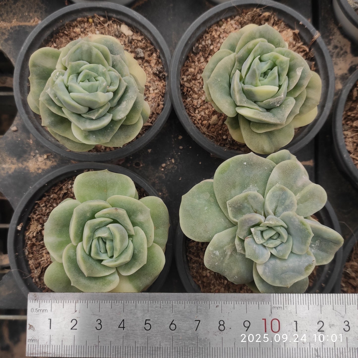 ON442 Echeveria Lovely Rose Variegated(7cm pot size)