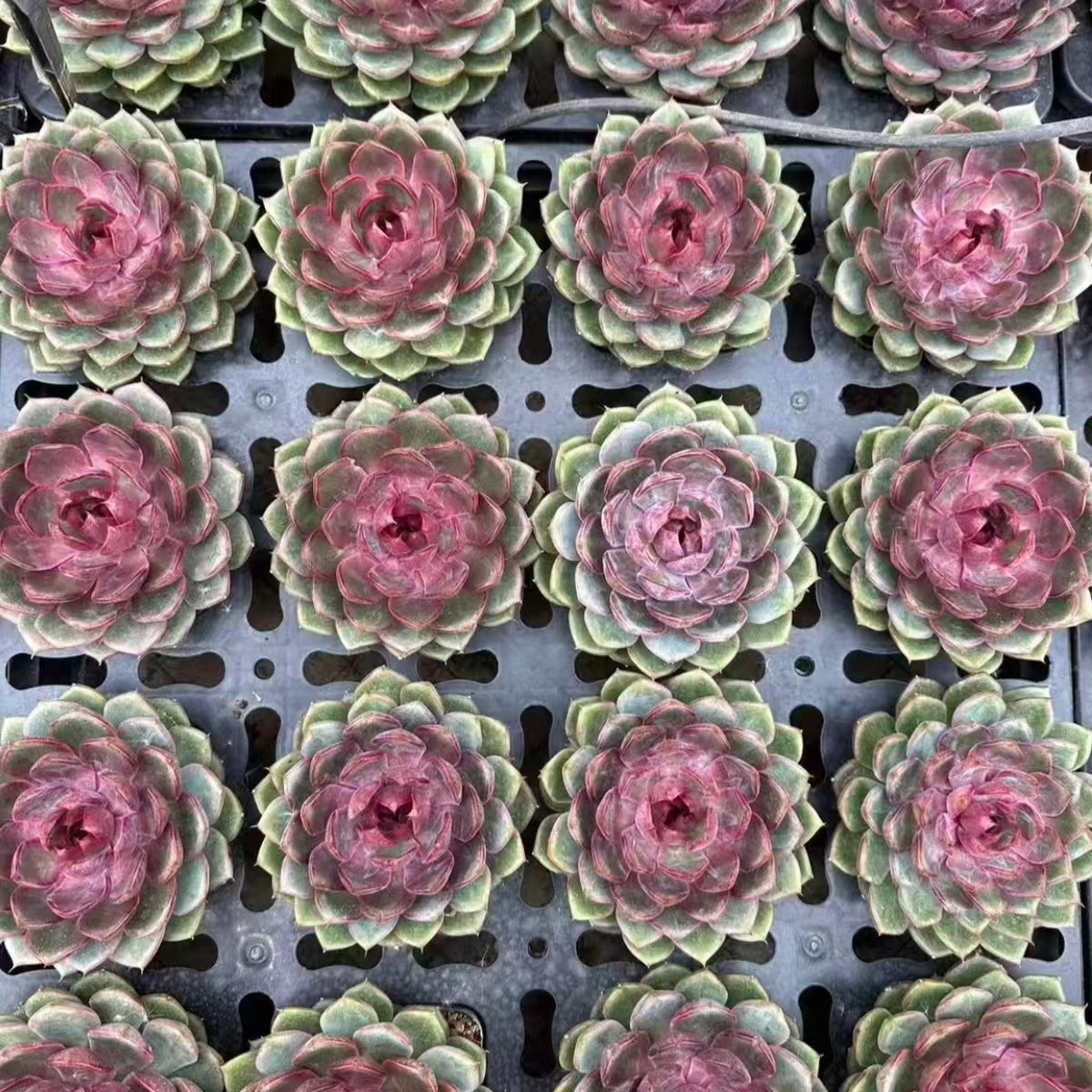 21182 Echeveria Huckleberry (12cm pot size)