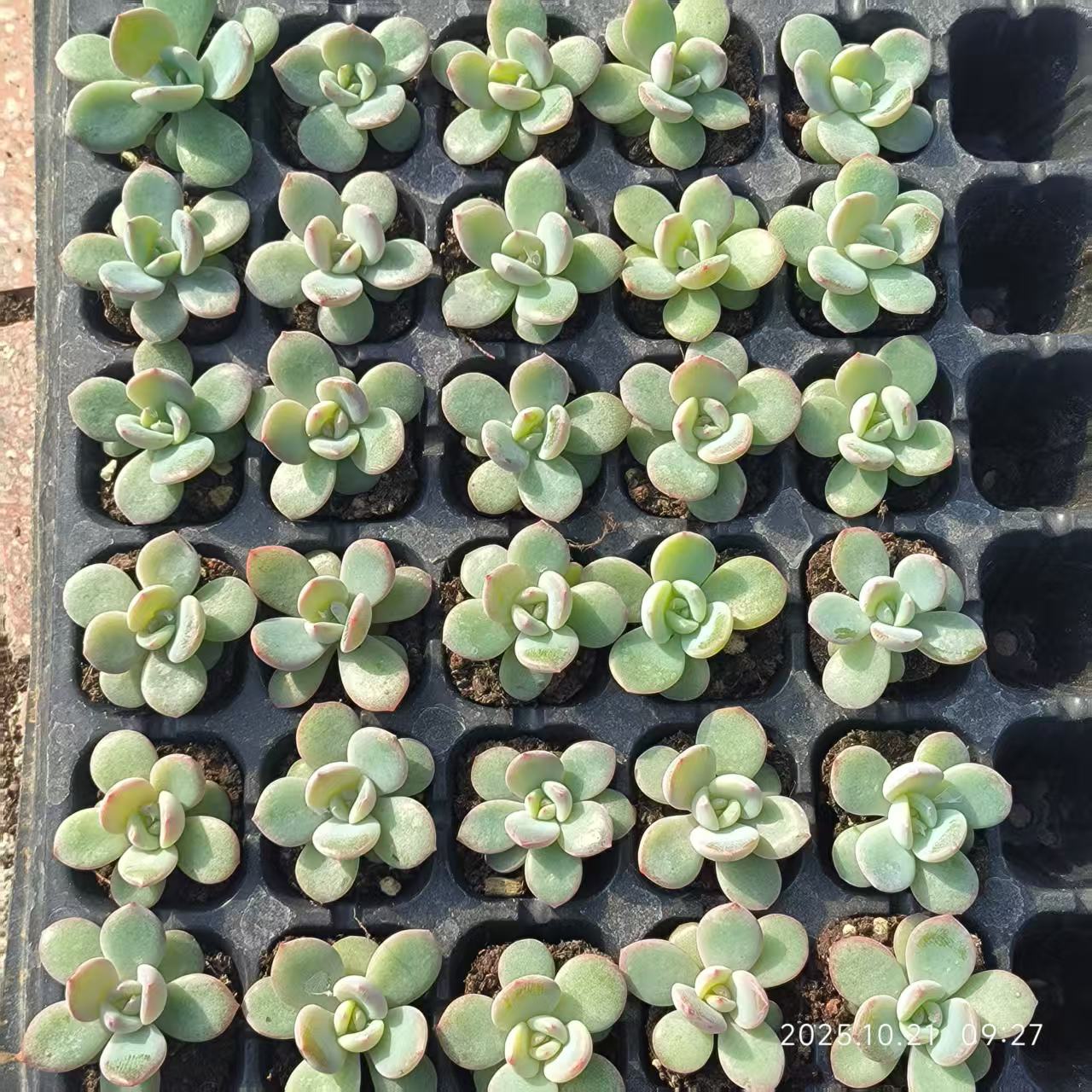 7096 Echeveria Phoenix Orange (3cm pot size)