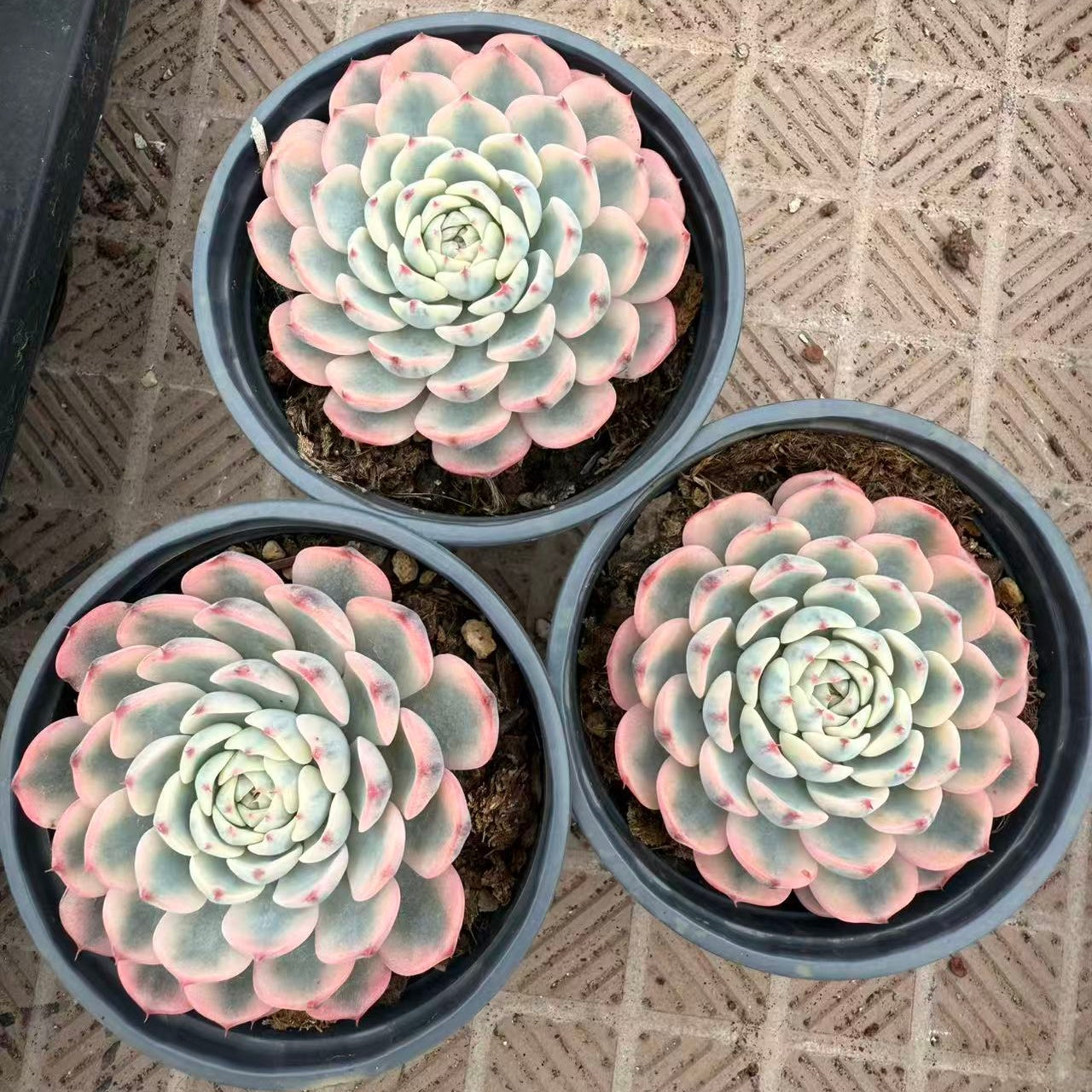 22560 Echeveria White Minima Variegated (9cm pot size)