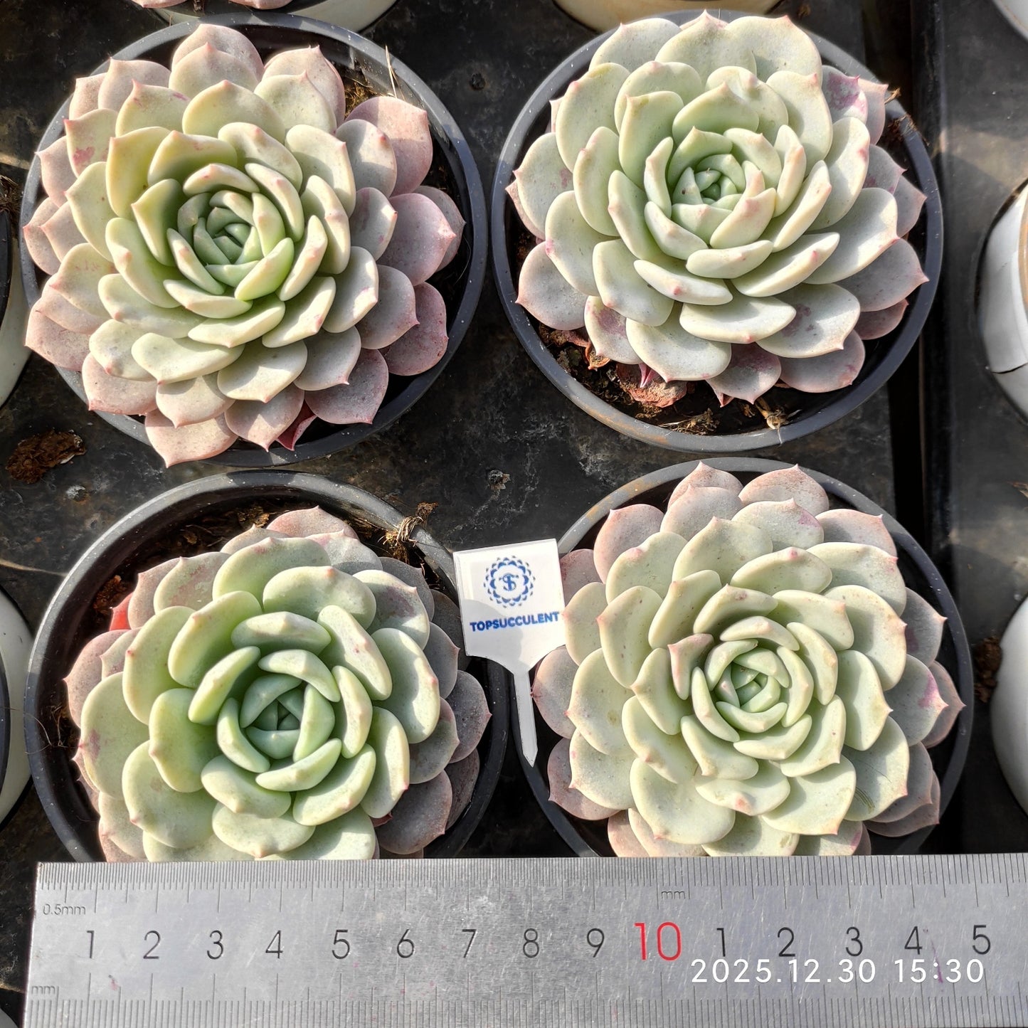 15531 Echeveria Begonia (9cm pot size)