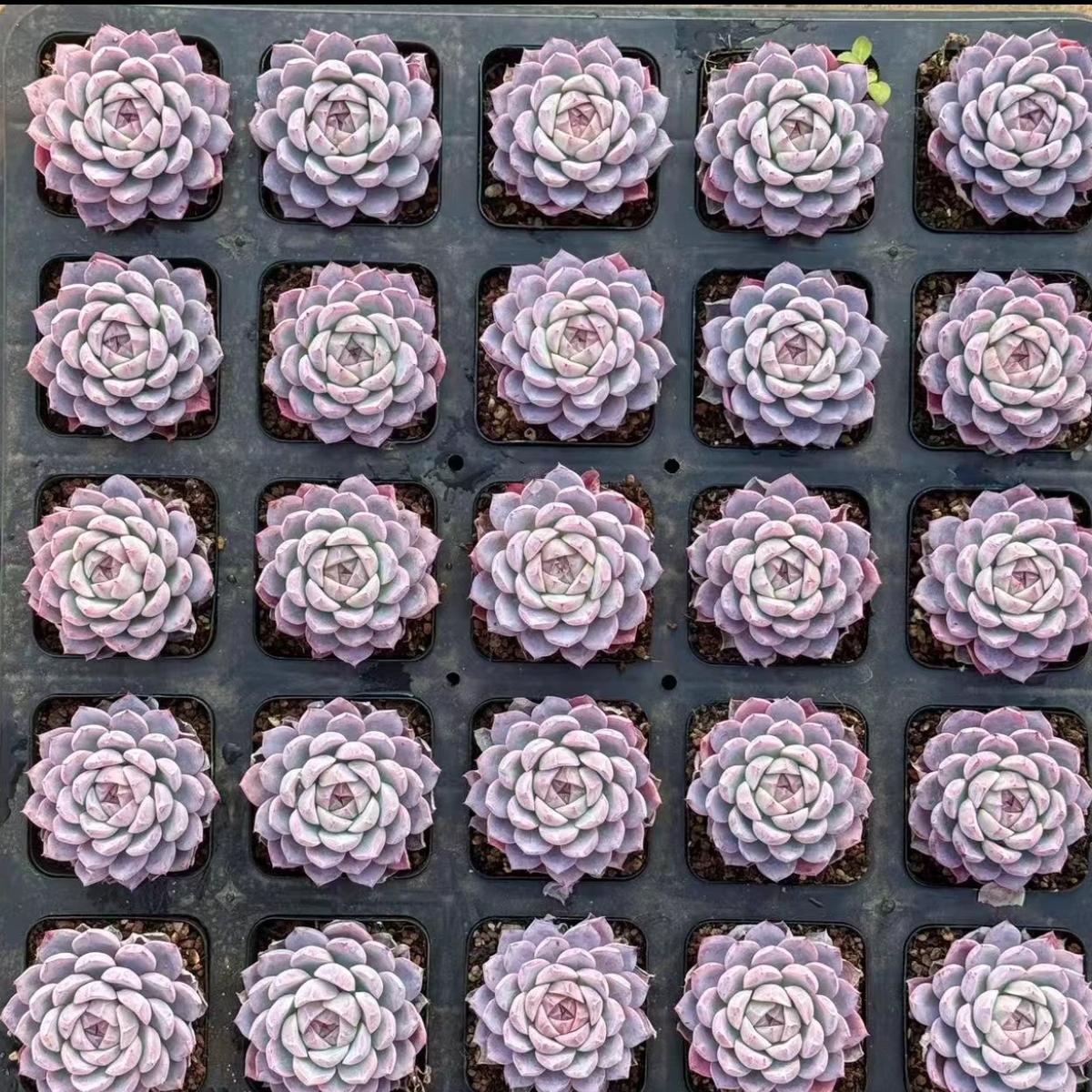 21167 Echeveria White Snake (5cm pot size)