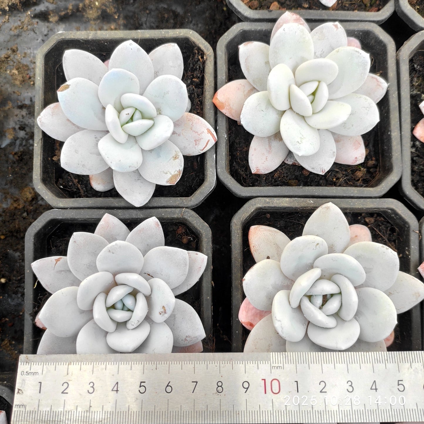 14945 Echeveria Laui (9cm pot size)