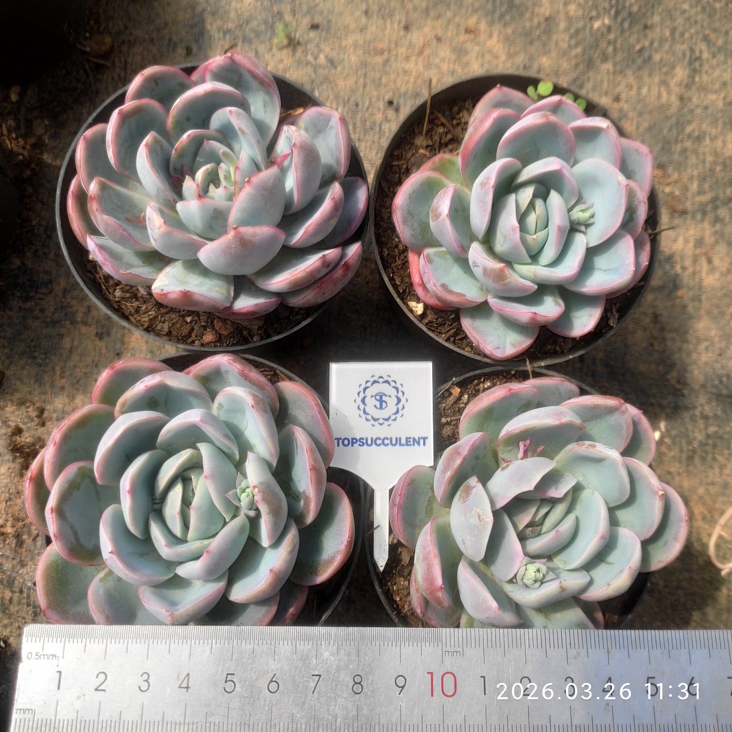 24528 Echeveria Ice Pure (10cm pot size)