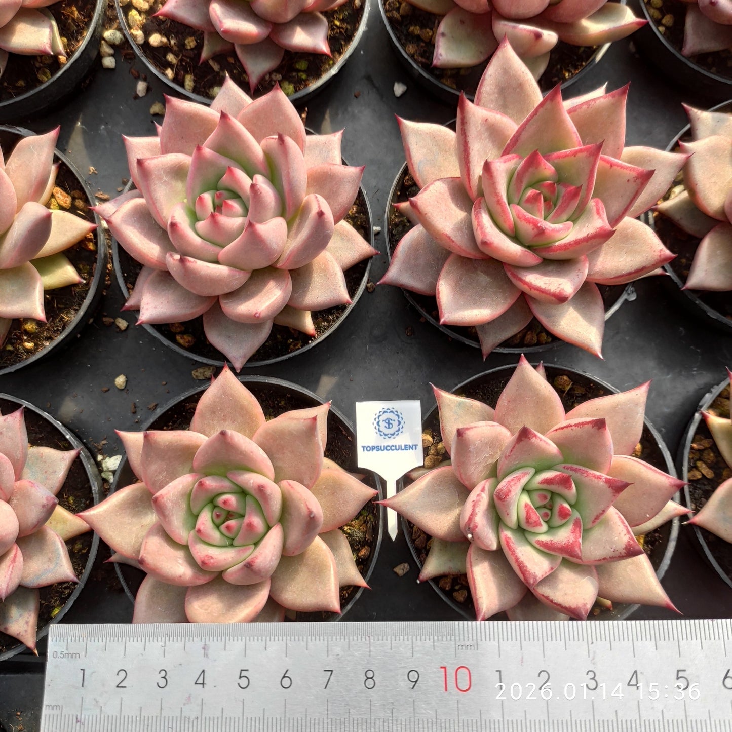 18049 Echeveria Romeo (5.5cm pot size)