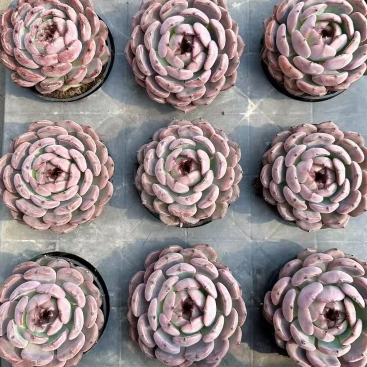 21480 Echeveria Purple Altar (10cm pot size)