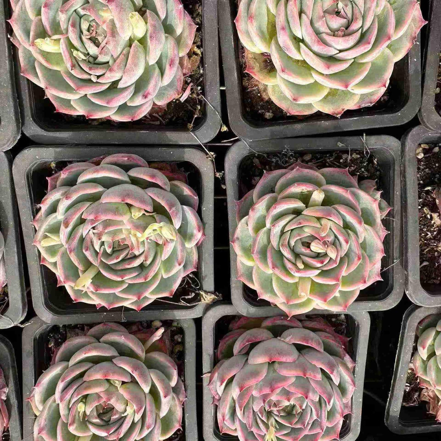 14985 Echeveria Silhouette (10cm pot size)