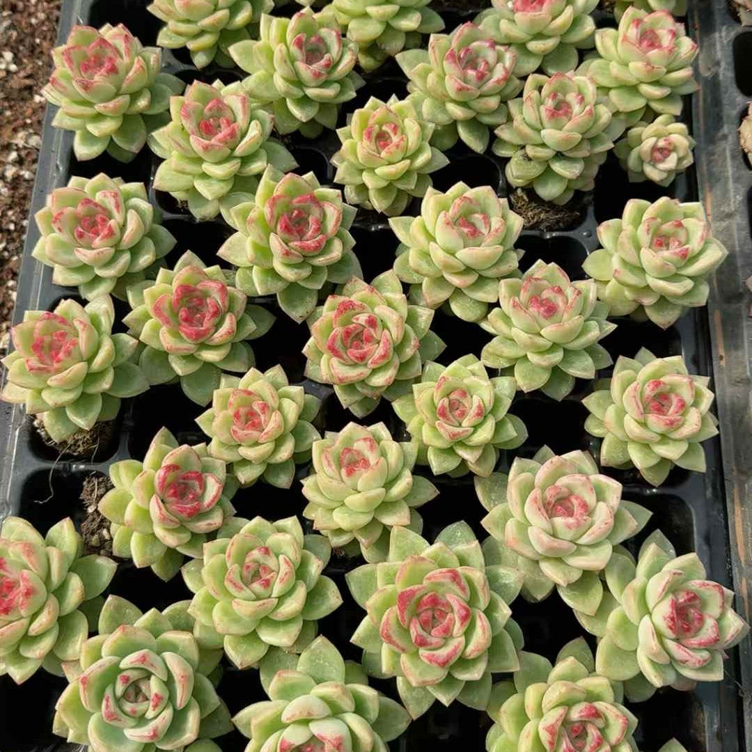 25261 Echeveria Ruby Peaks (3cm pot size)