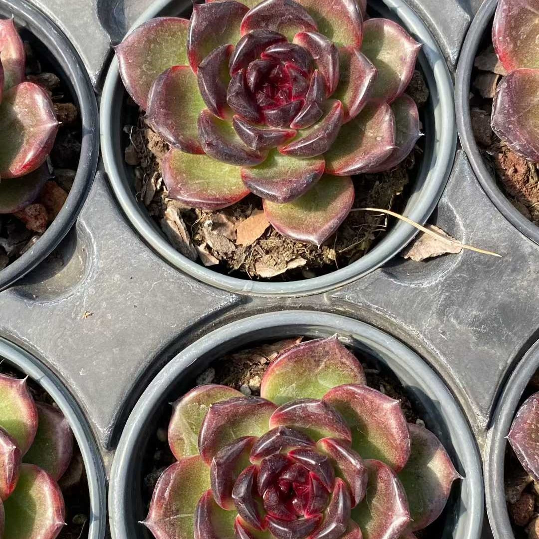19157 Echeveria Icelandic Coffee (9cm pot size)