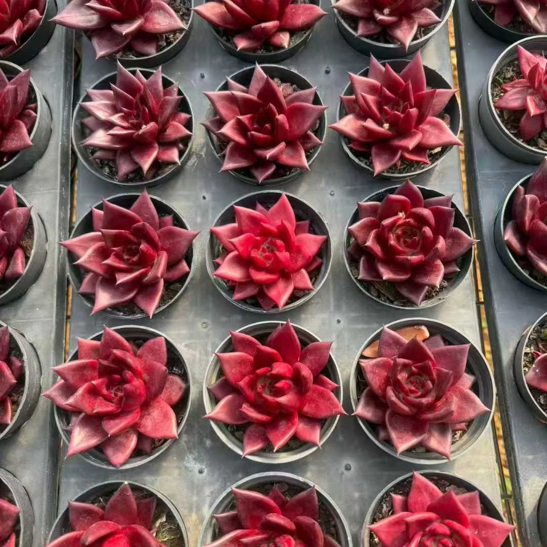 24965 Echeveria Robin (9cm pot size)