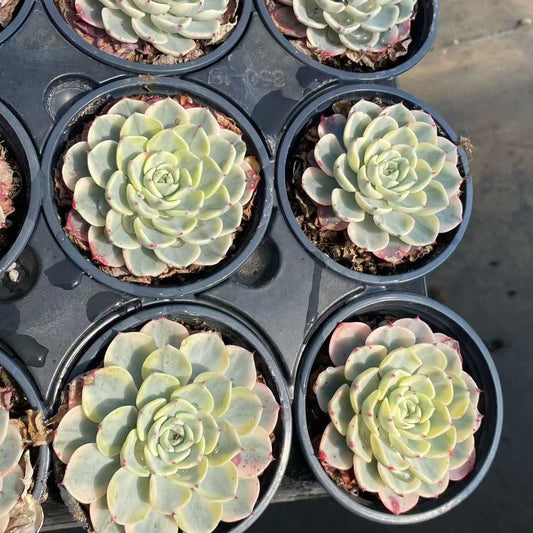 25372 Echeveria Nanawhookmini Variegated (9cm pot size)