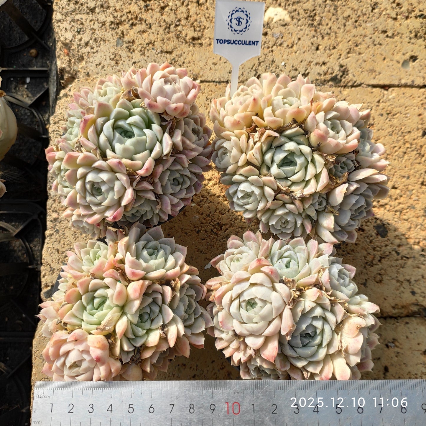23357 Echeveria Hughmillus (9cm pot size)