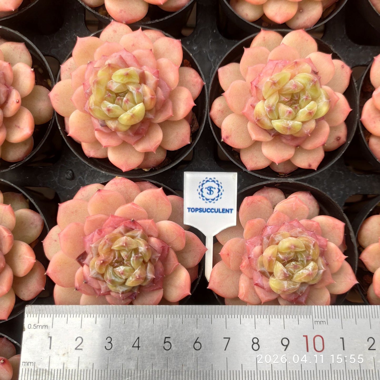 361500 Echeveria Warm Glow (6cm pot size)