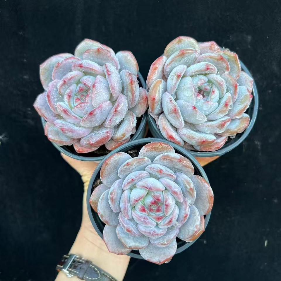 24020 Echeveria Purple Monroe (9cm pot size)