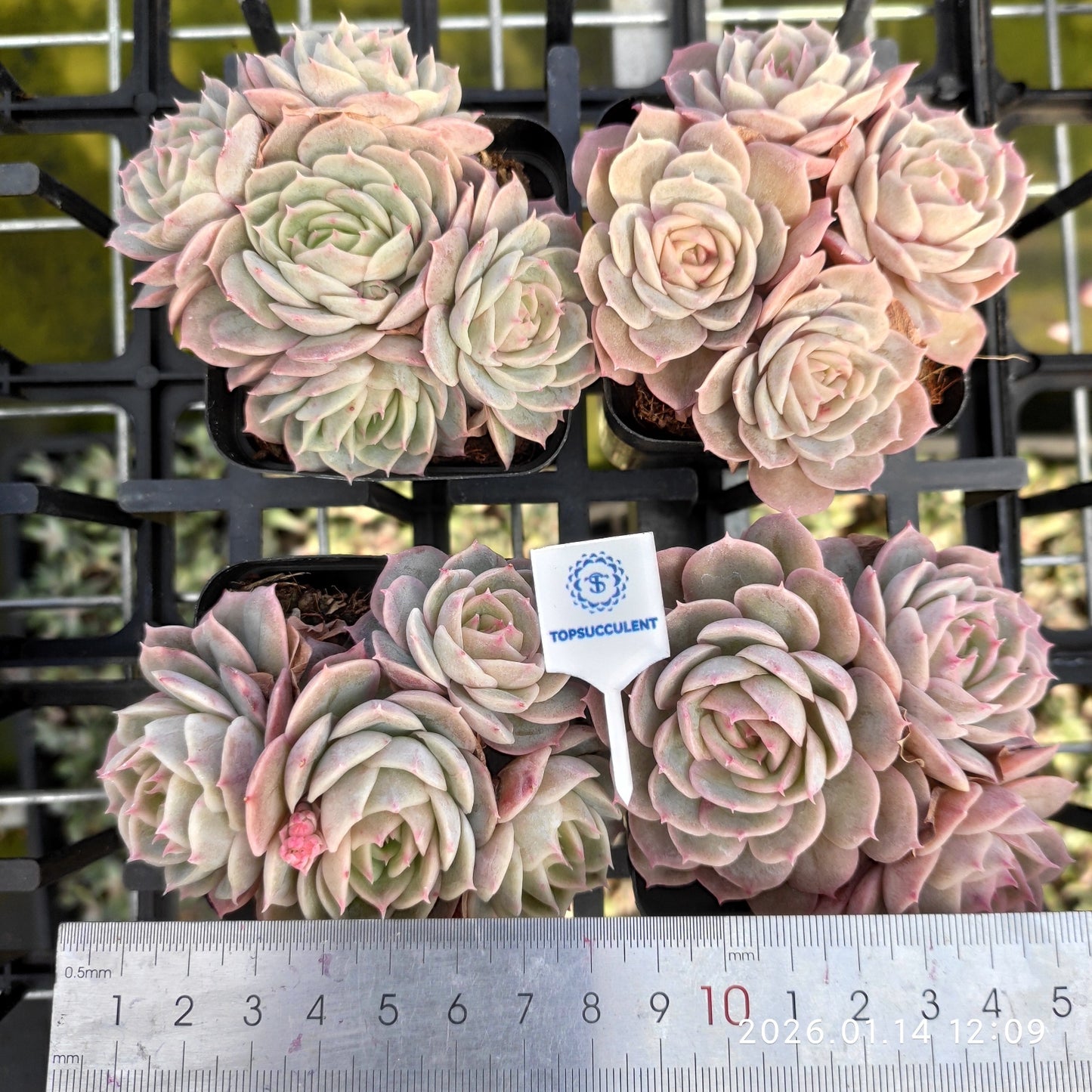 21108 Echeveria Onslow (7cm pot size)