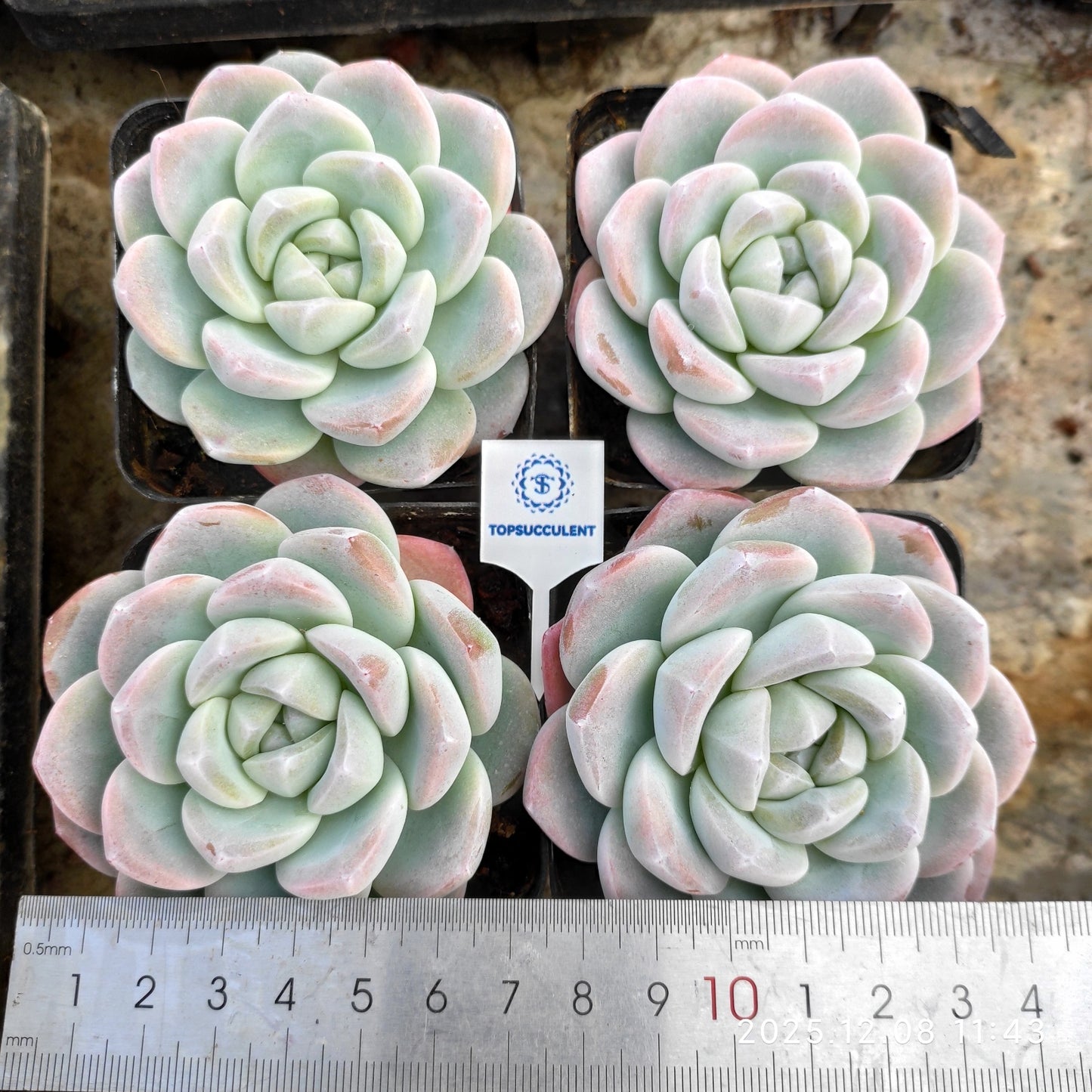 18817 Echeveria Ice Green (7cm pot size)