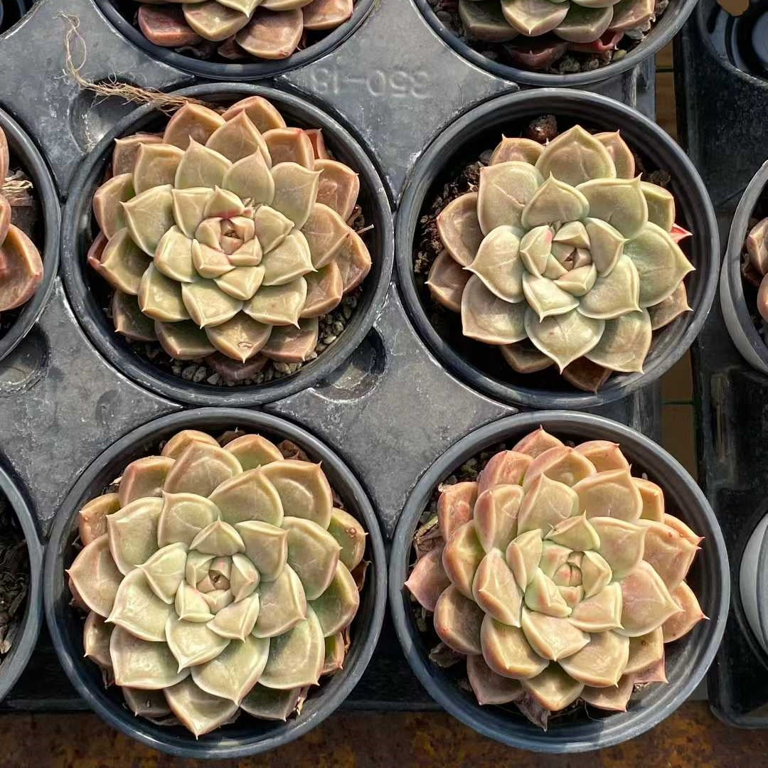 15417 Echeveria Doctor Strange (9cm pot size)