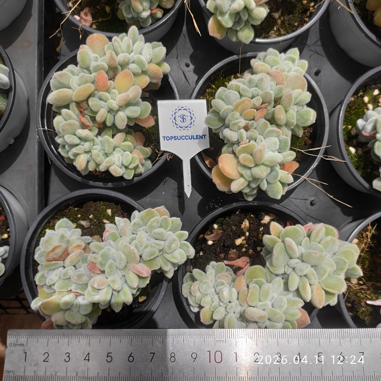 25625 Echeveria Frosty Cristata (9cm pot size)