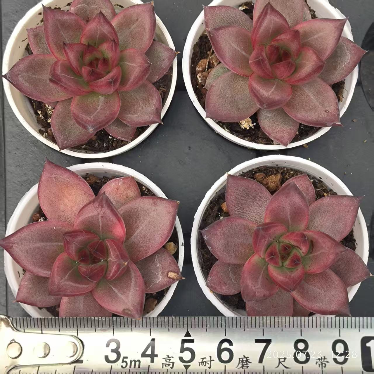 18078 Echeveria Roca (5cm pot size)