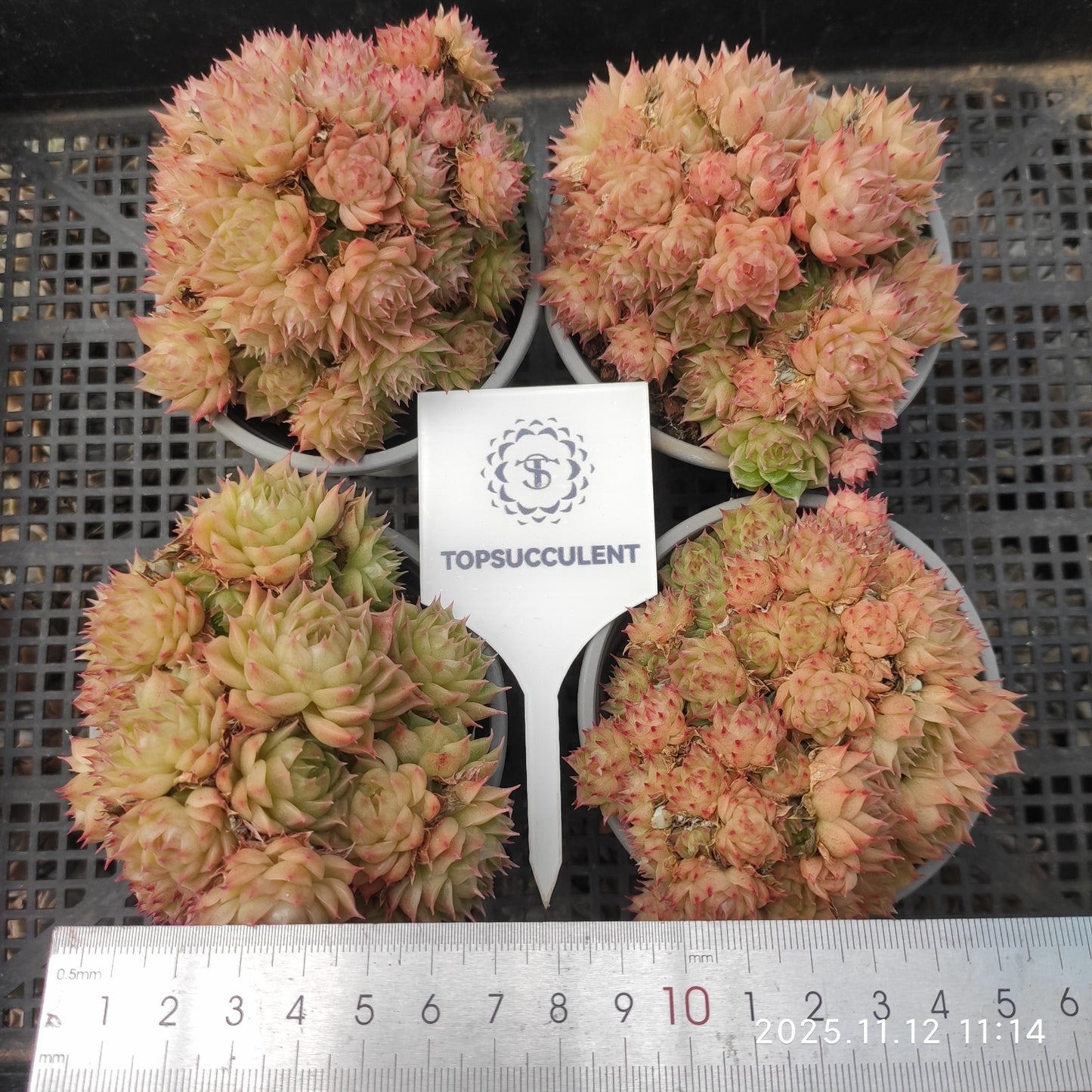 18286 Echeveria White Soda x Malgan (9cm pot size)