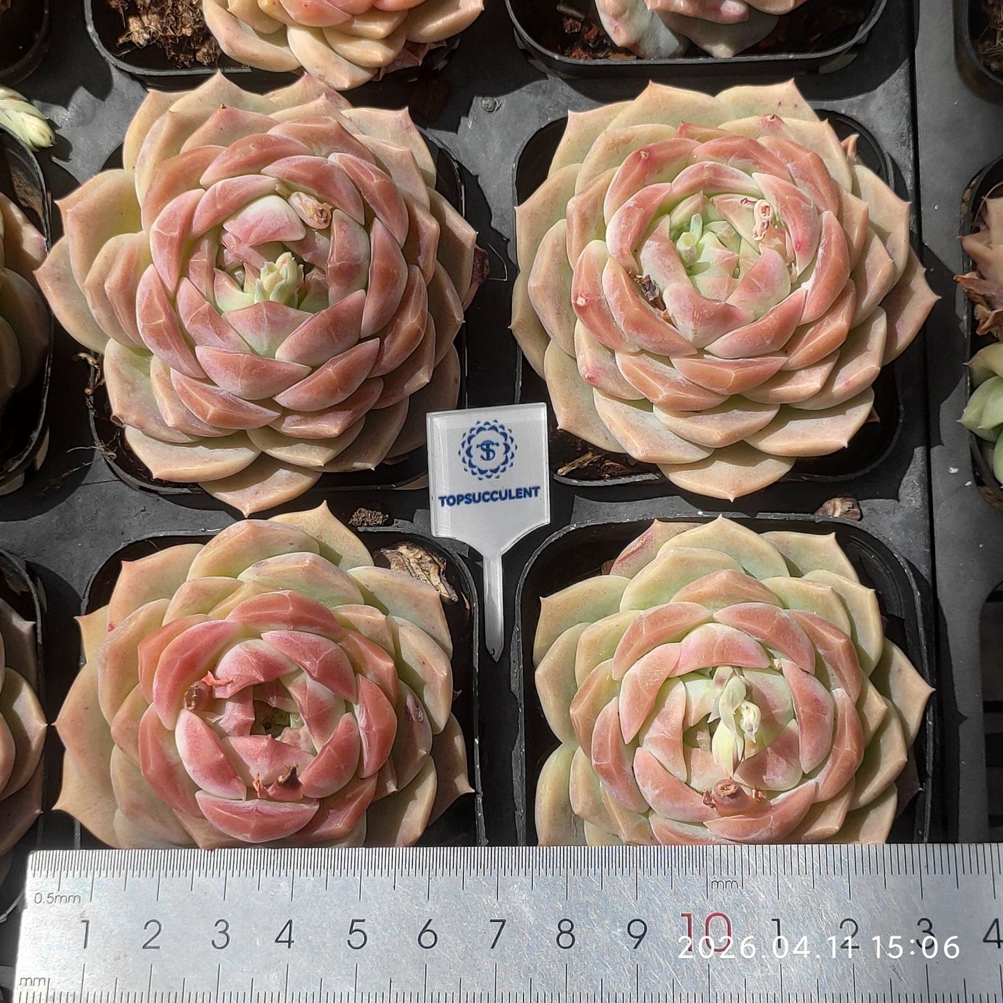 361475 Echeveria Dreams & Bubbles (6.5cm pot size)