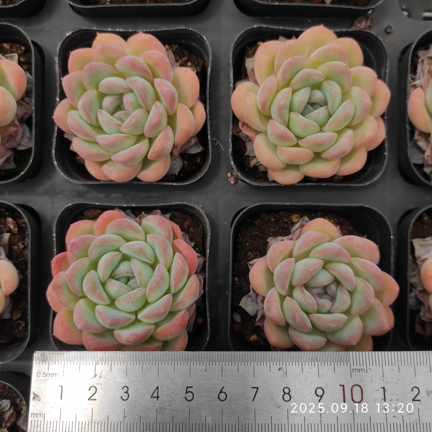 LMM351 Echeveria Narcissus(6.5cm pot size)