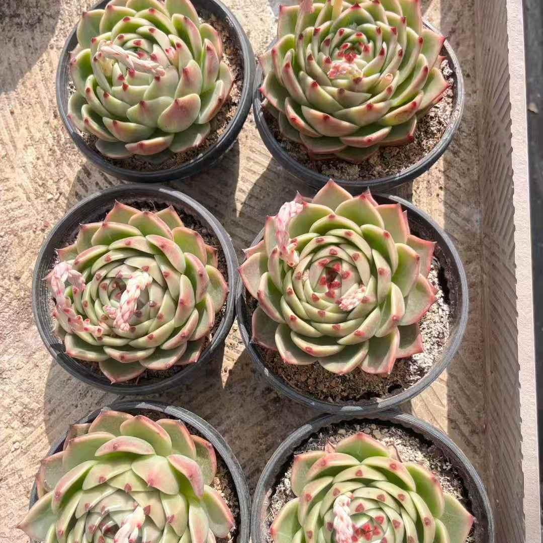 25176 Echeveria Blue Dragon (18cm pot size)