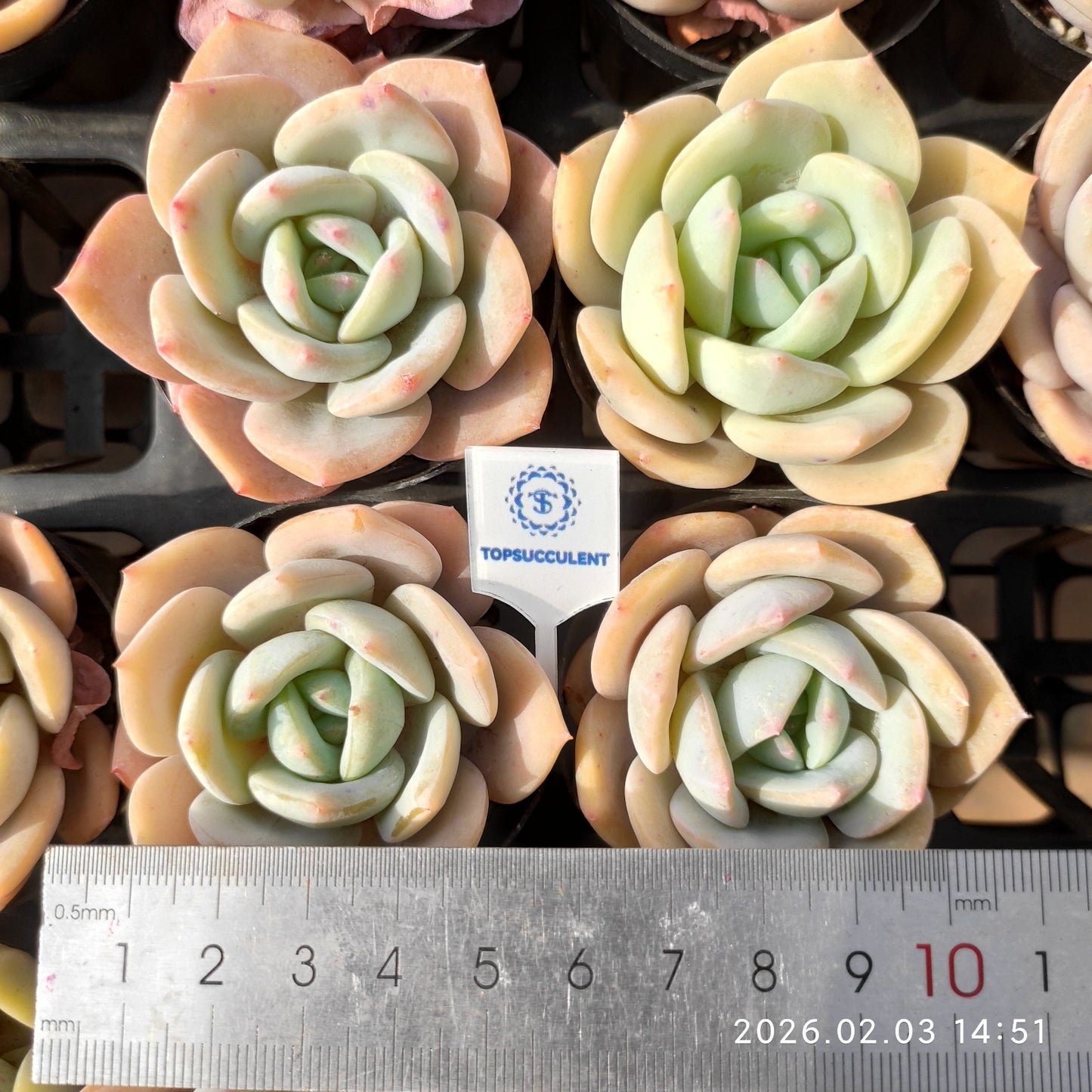 25685 Echeveria Phoenix Orange (6cm pot size)