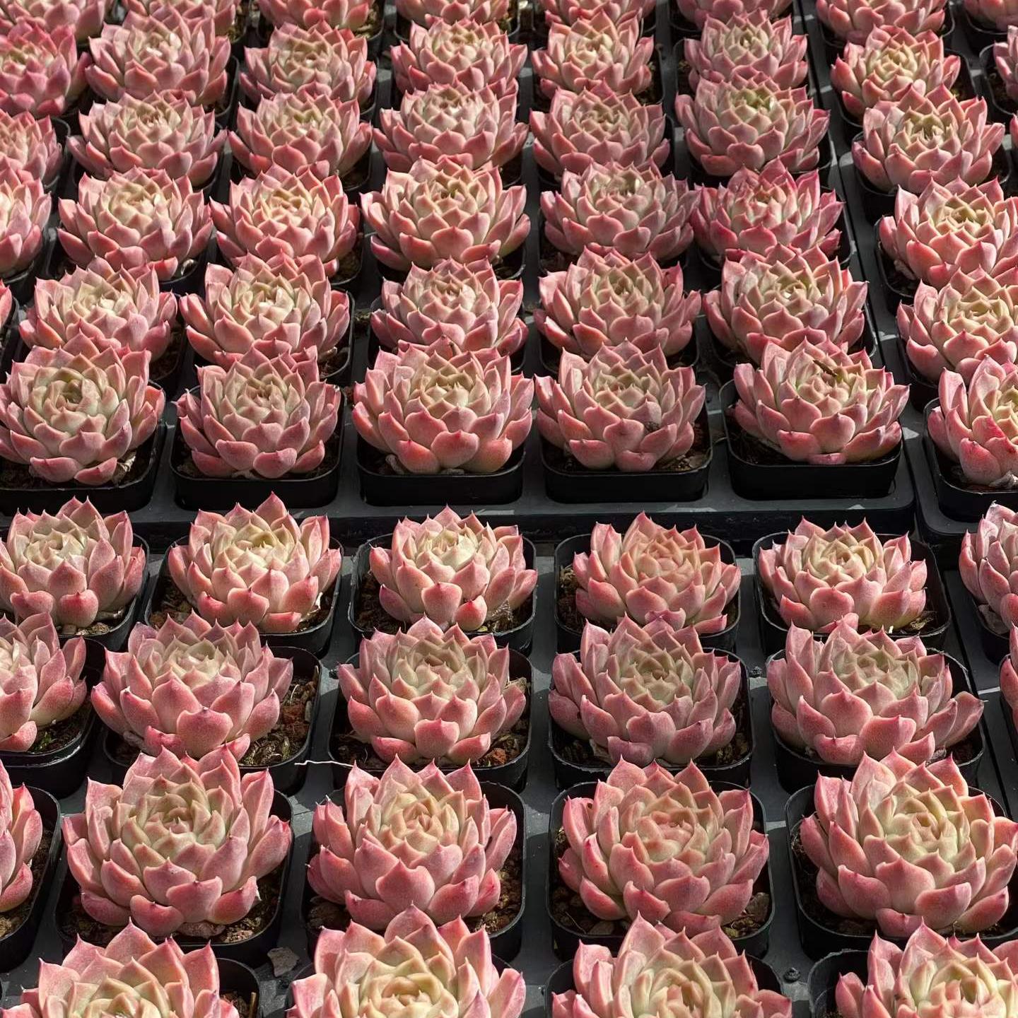 25742 Echeveria Fantasy Nebula (6.5cm pot size)