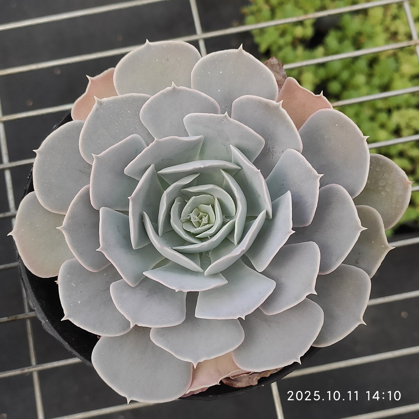 TPKM048 Echeveria San Carlos(12cm pot size)