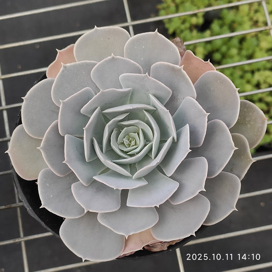 TPKM048 Echeveria San Carlos(12cm pot size)