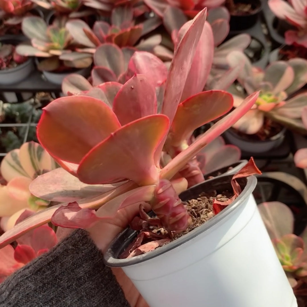 25319 Echeveria Angels Wing Variegated (7cm pot size)