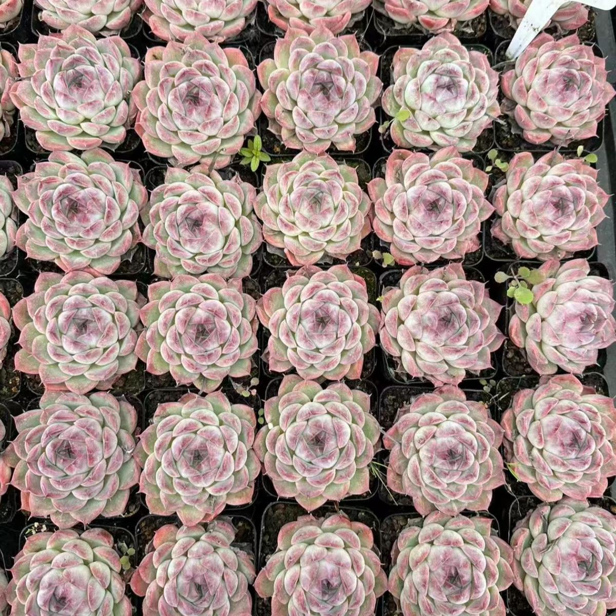 22999 Echeveria Sailor Moon (7cm pot size)