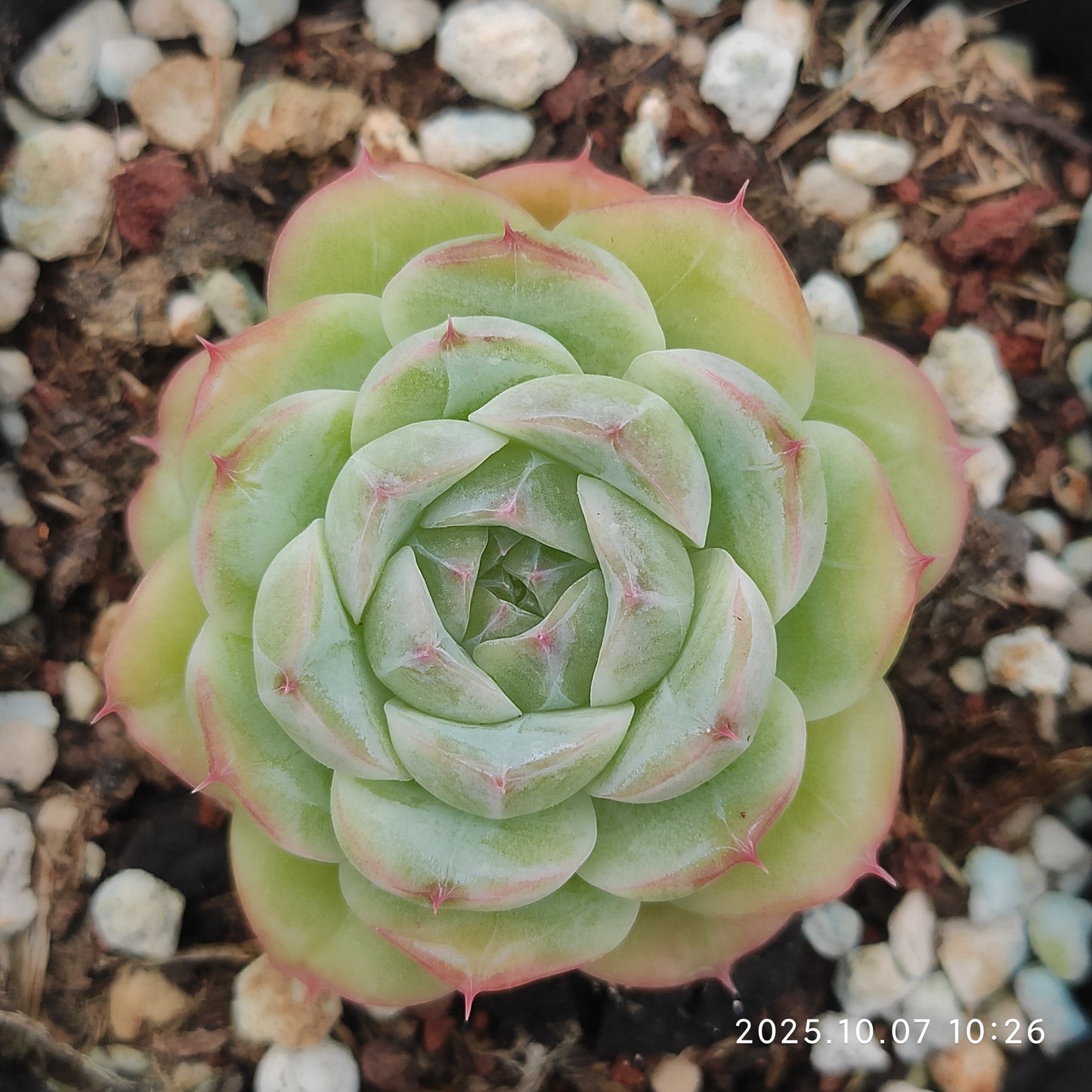 XQ1437 Echeveria Annie Hyb(7cm pot size)
