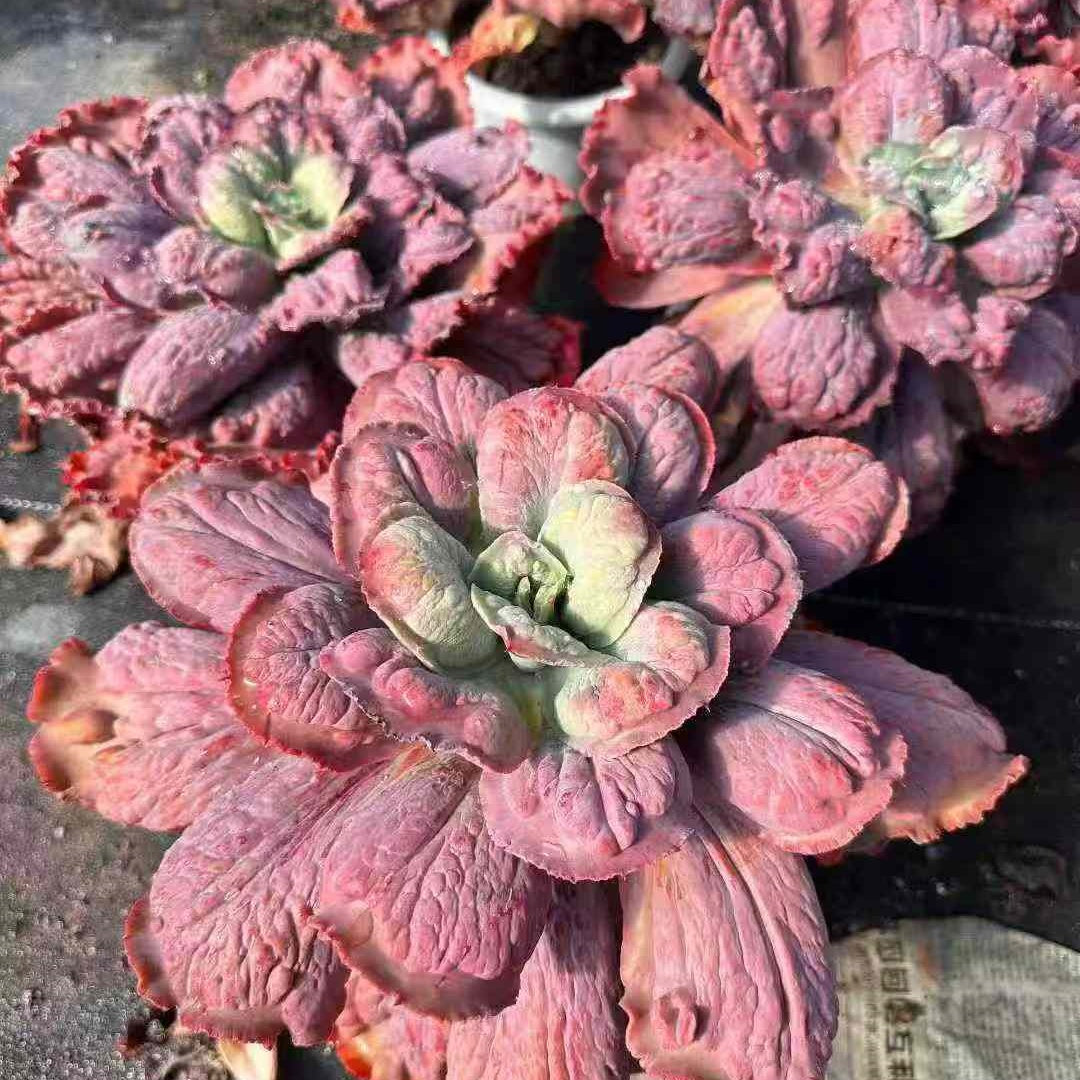 23567 Echeveria Carnival (18cm pot size)