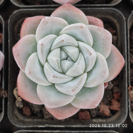 LXX003 Echeveria Ice Green(7cm pot size)