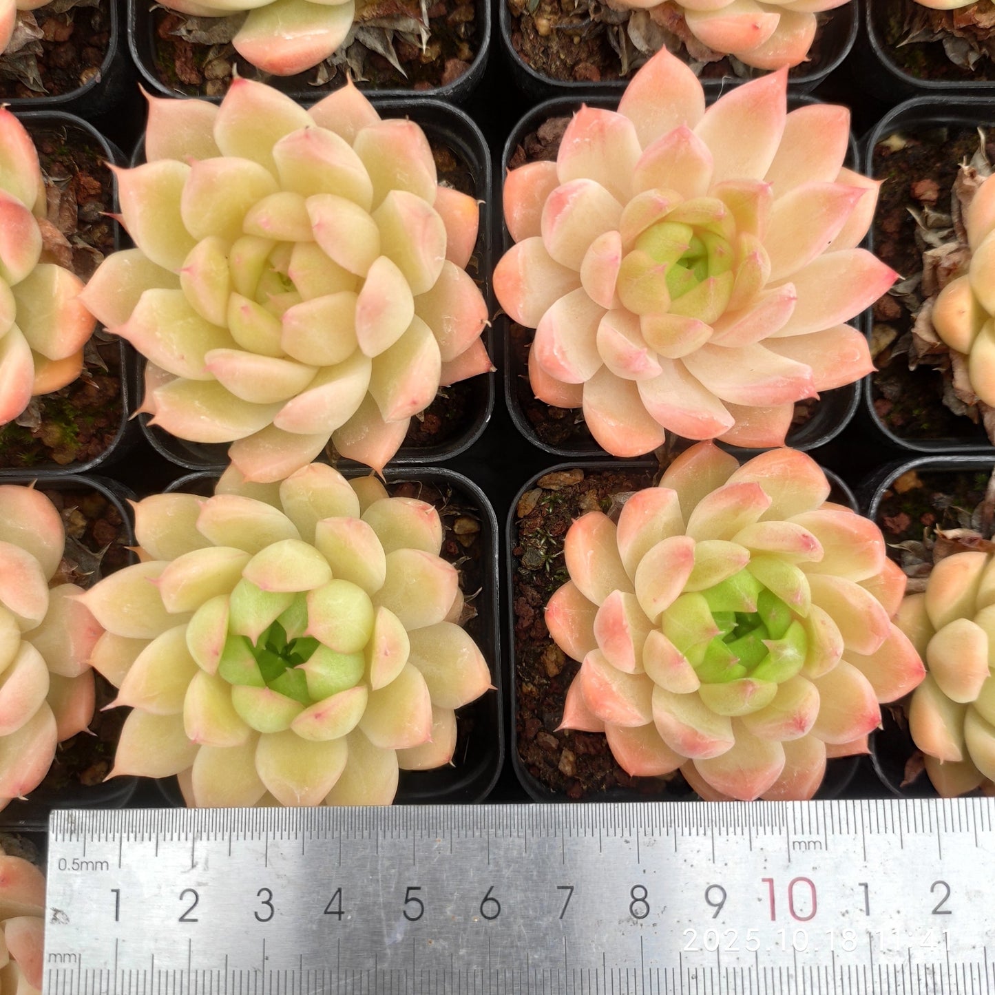17694 Echeveria Pink Malgan (5.5cm pot size)