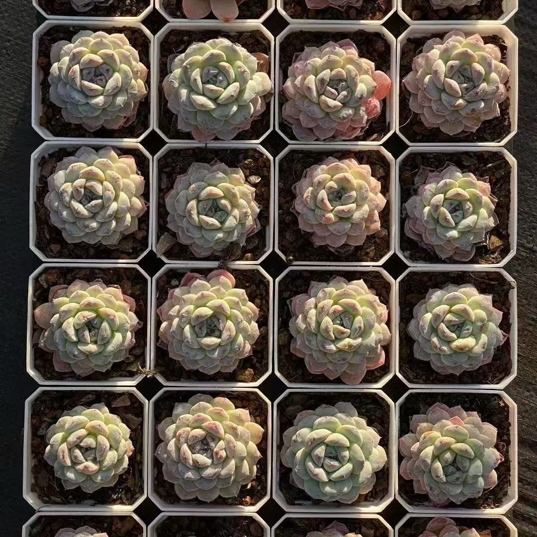 23936 Echeveria White Frosting (7cm pot size)