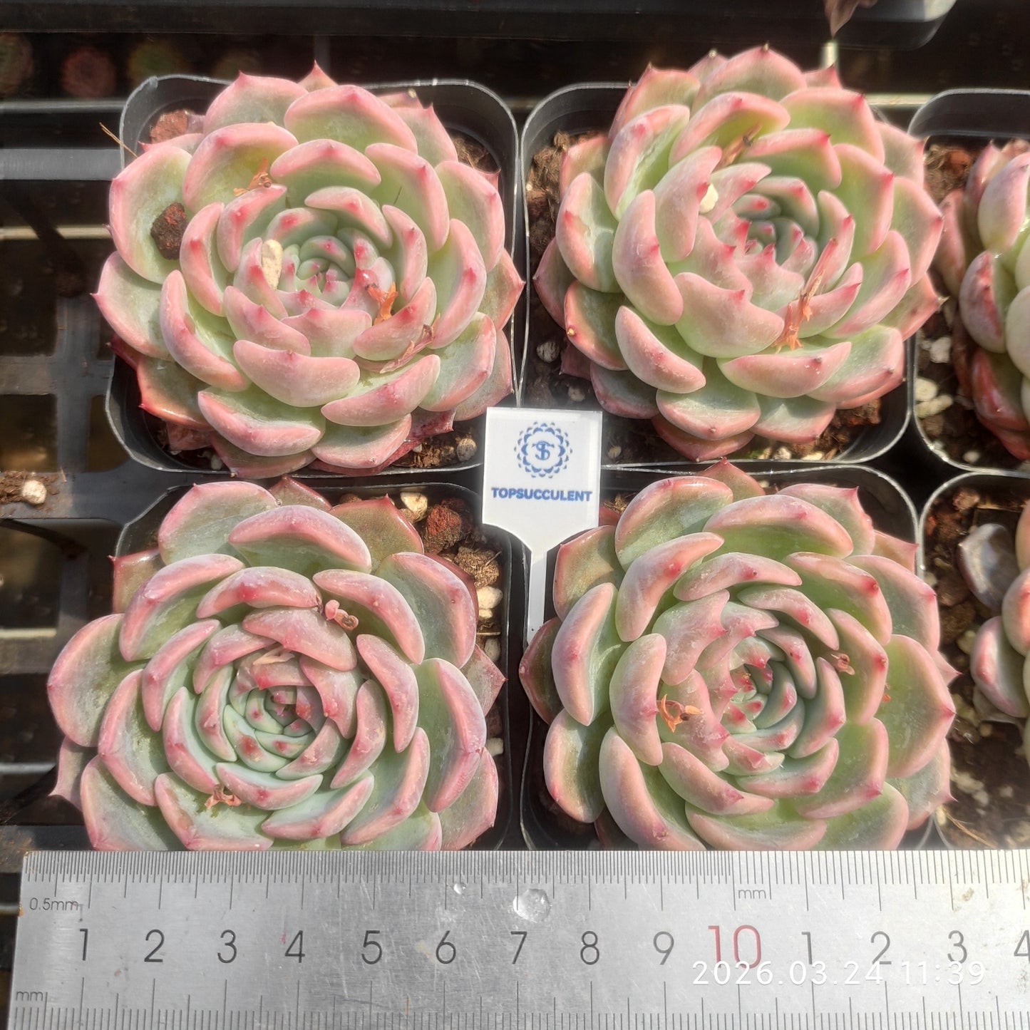 80560 Echeveria Canticle (6.5cm pot size)