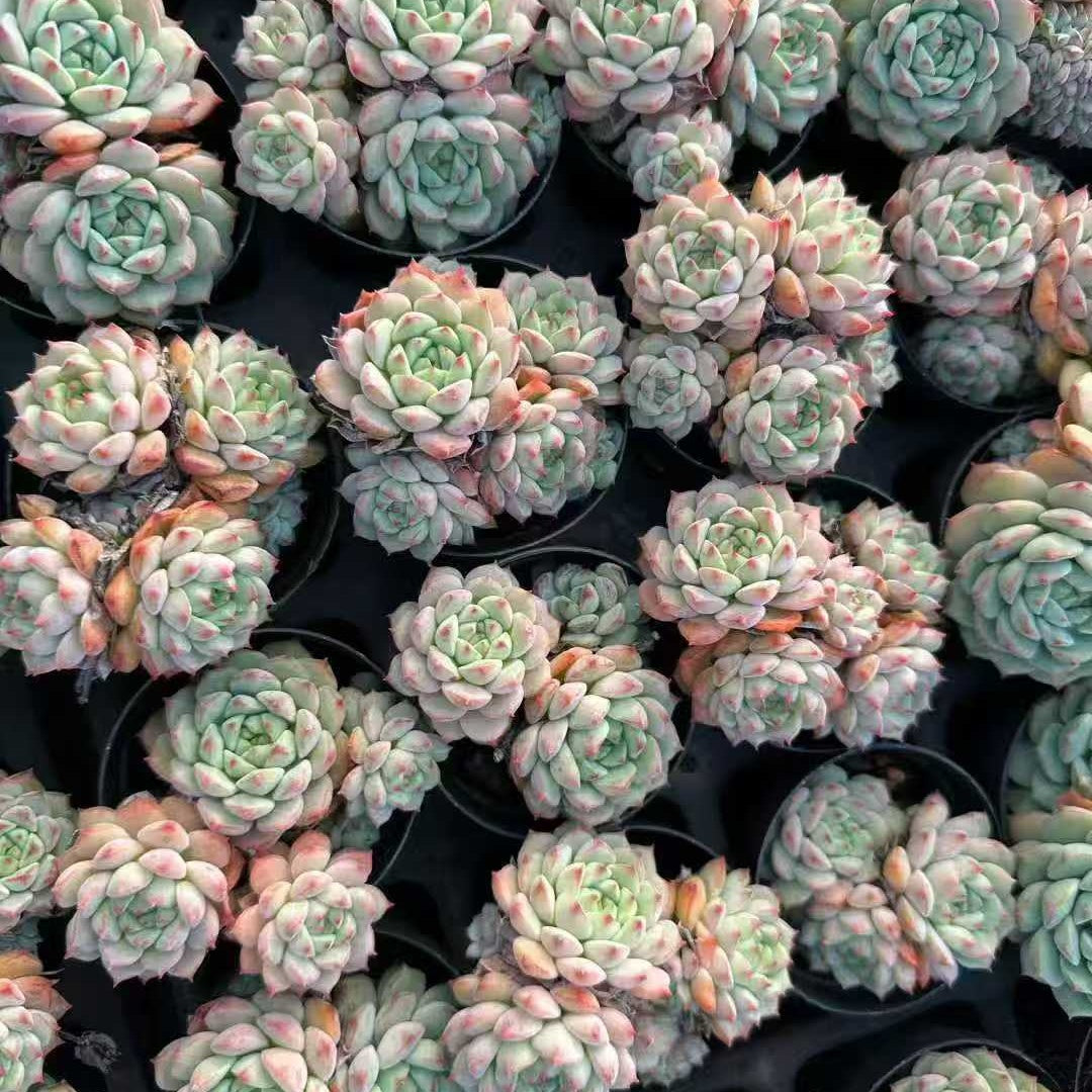 22023 Echeveria Panda Face (5.5cm pot size)