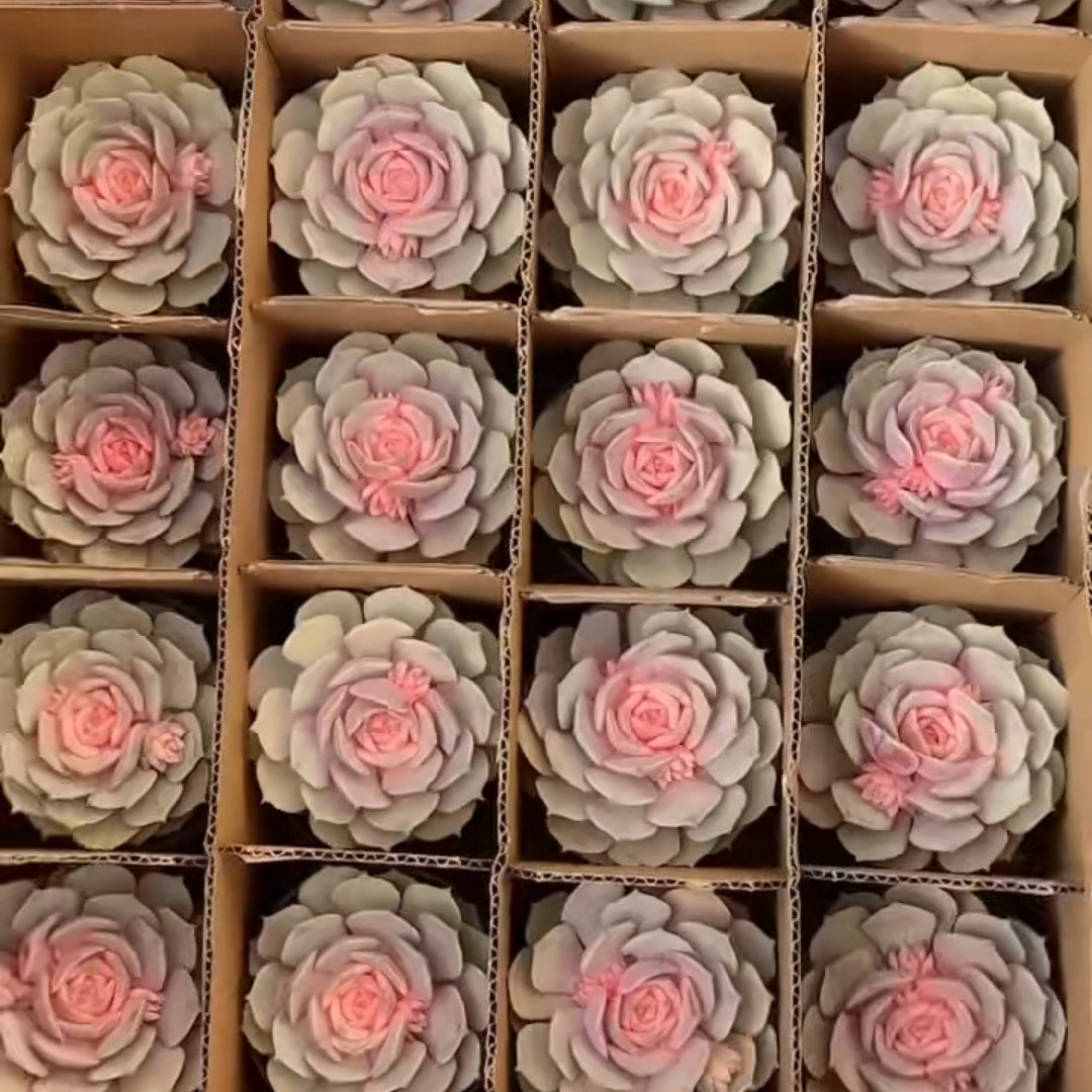 25302 Echeveria Pink Butterfly (12cm pot size)