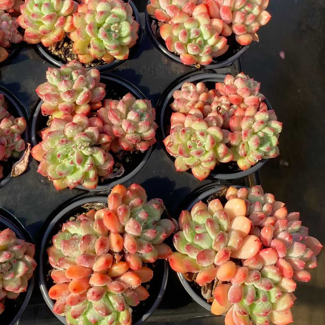 24825 Echeveria Zelda (9cm pot size)