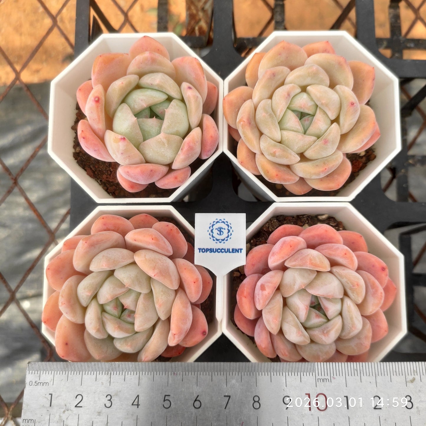 14238 Echeveria Ice Dream (7cm pot size)