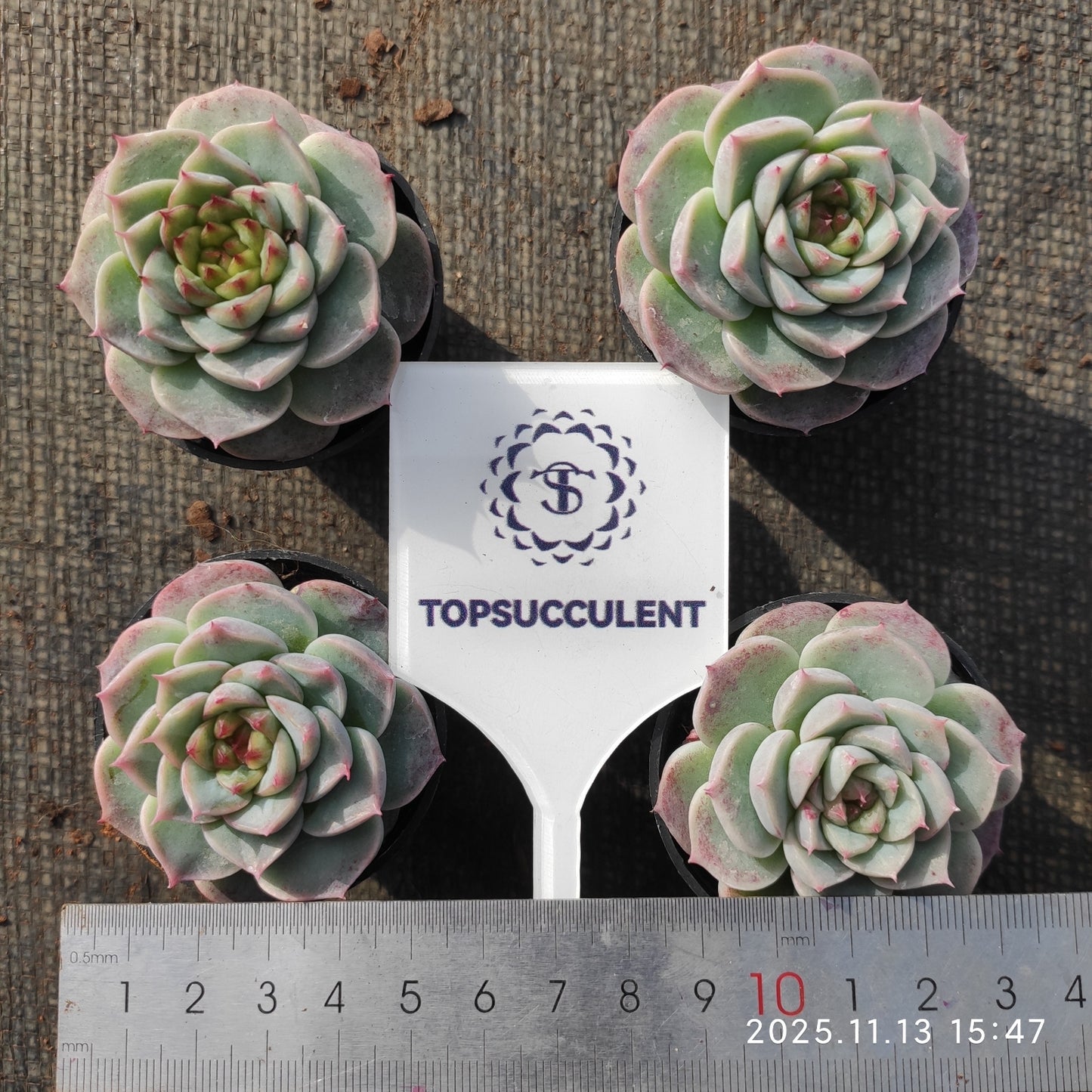 20920 Echeveria Red Velvet (5.5cm pot size)