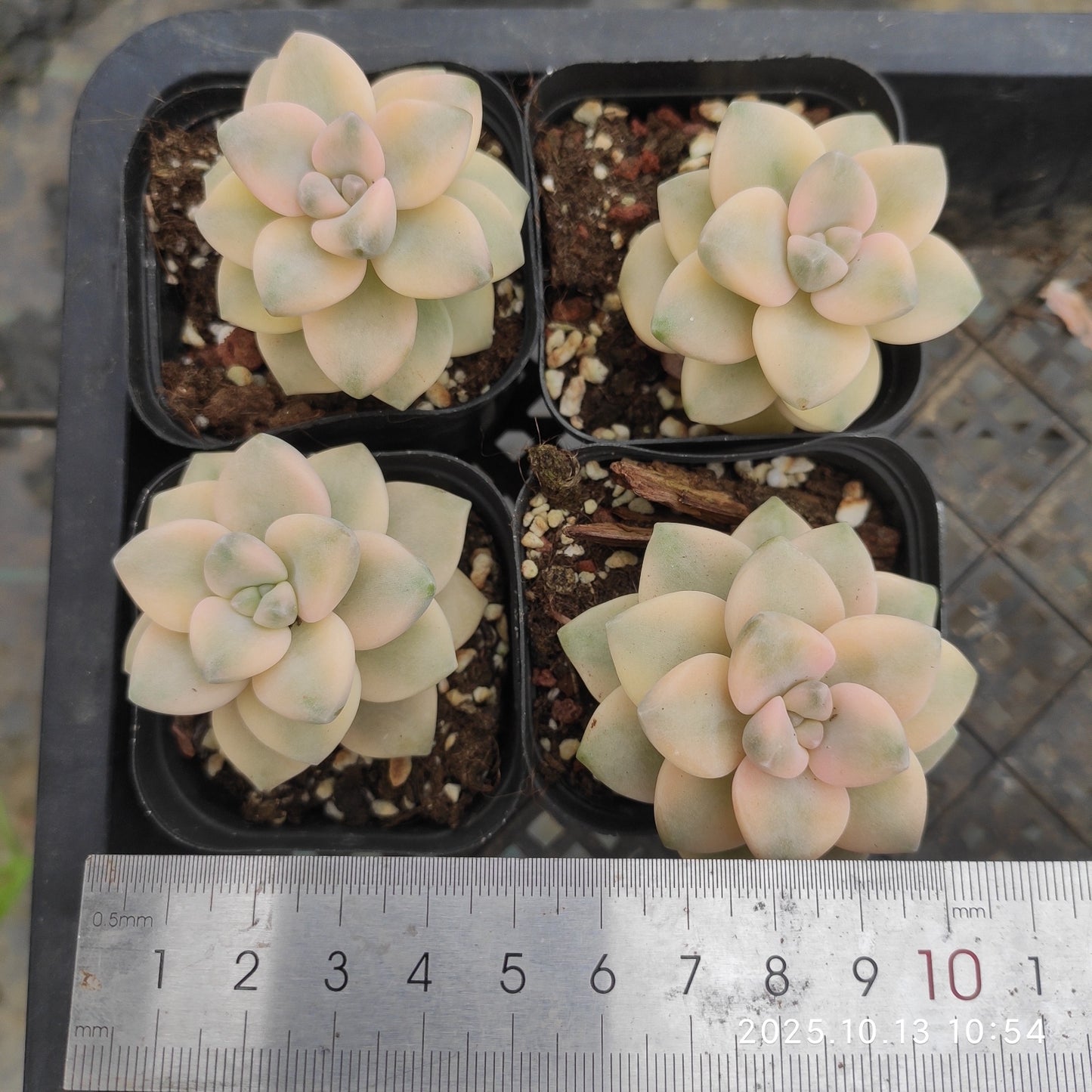 19964 Echeveria Titubans Variegated (6.5cm pot size)