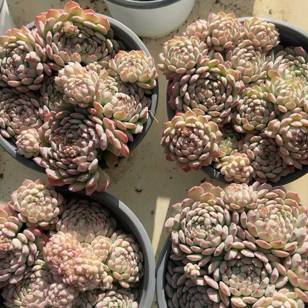 23994 Echeveria Pink Berry (12cm pot size)