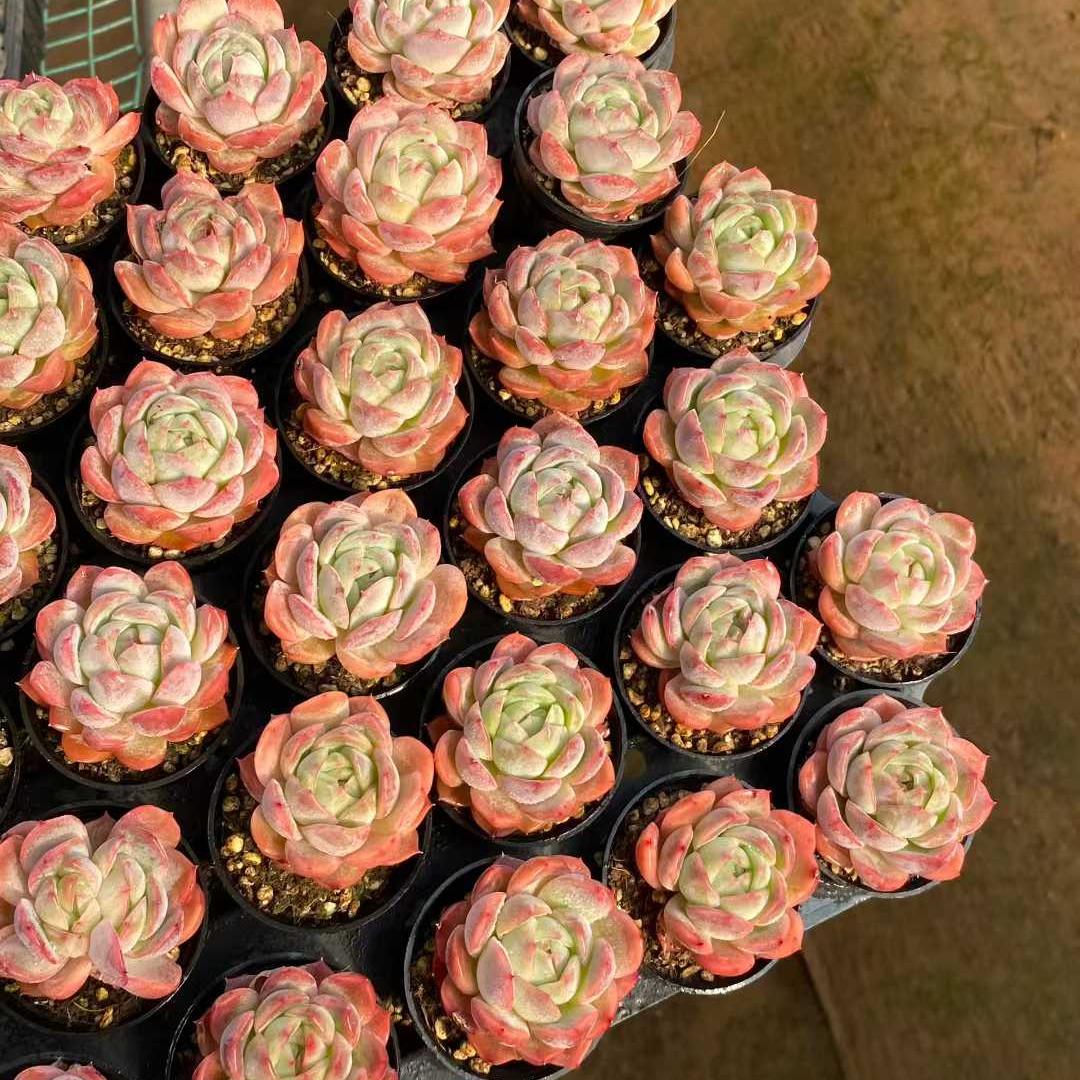 22700 Echeveria Sicily Hyb (5.5cm pot size)