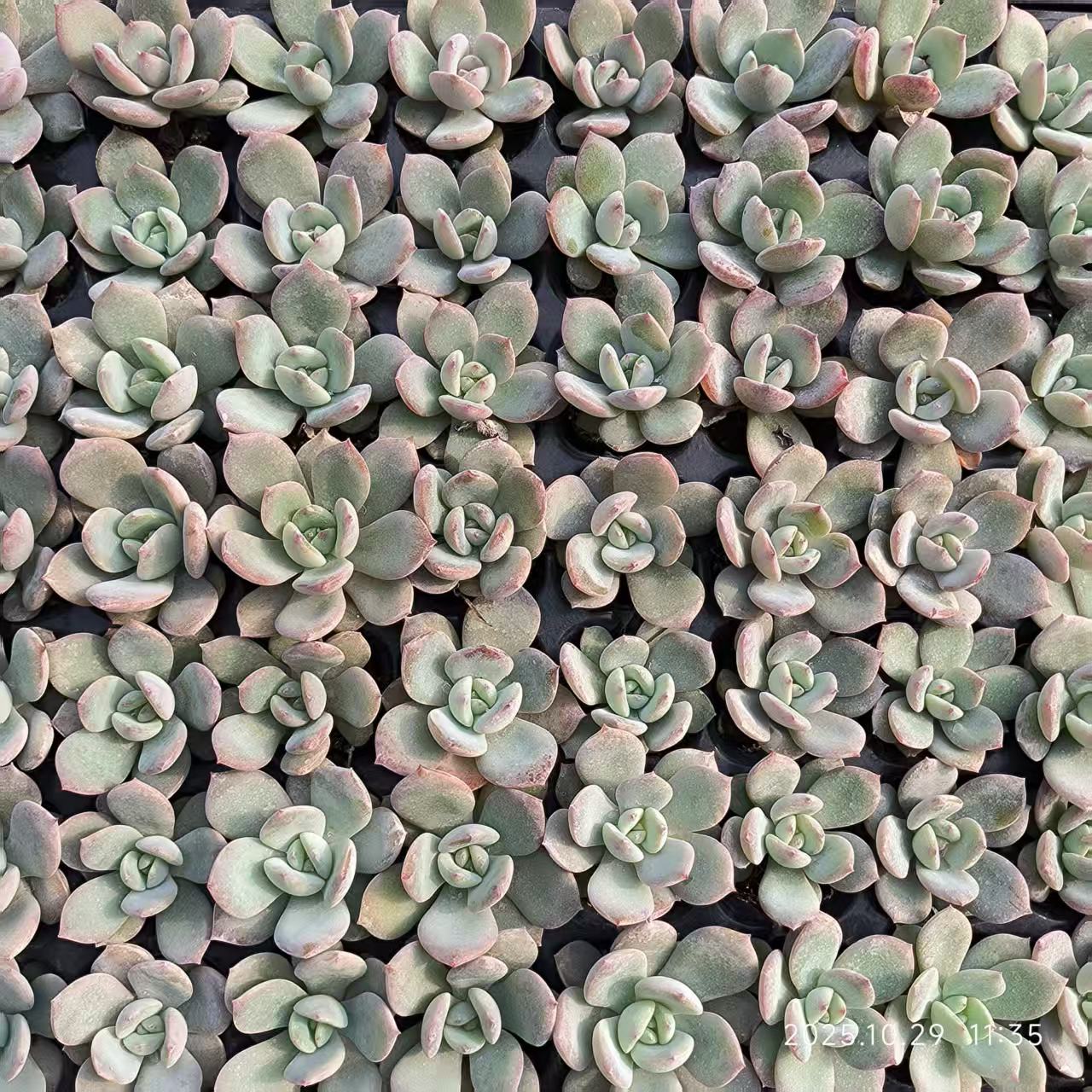 21708 Echeveria Rambu (3cm pot size)